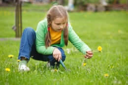 Girl pulling weeds