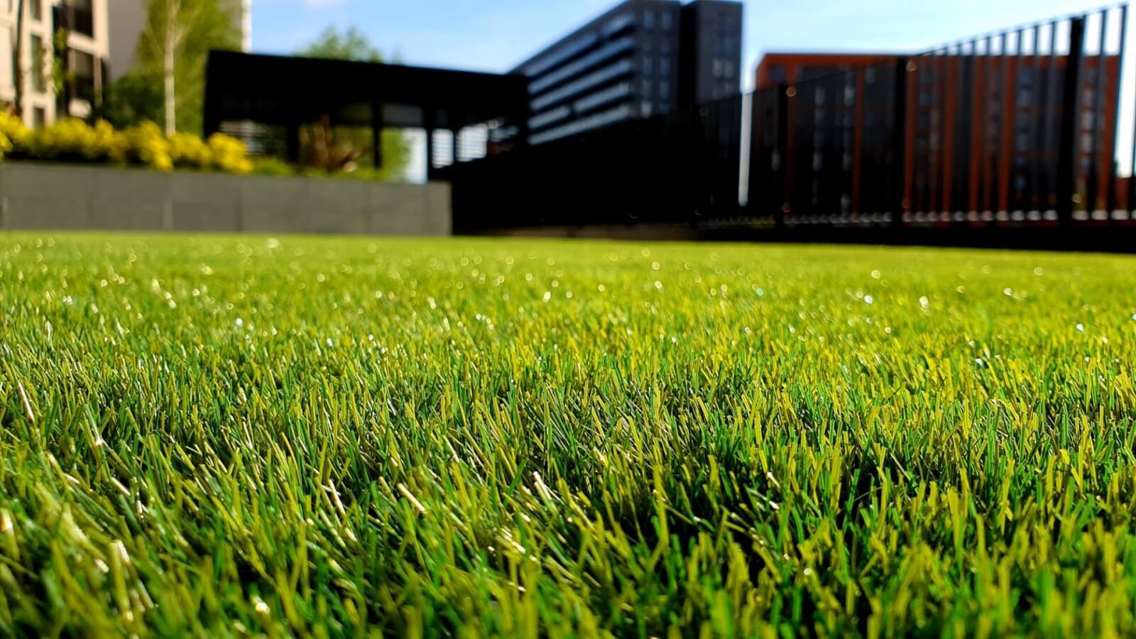 green grass field