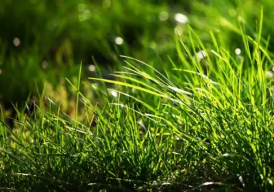 Creeping Red Fescue