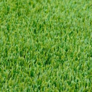 Perennial Ryegrass Seed